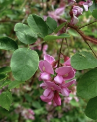 bristly locust is a bristly stemmed bush with pretty pink pea shaped flowers