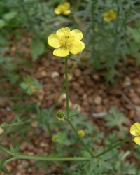 buttercups are weeds that have small yellow flowers with five petals