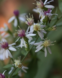 calico aster wildflowers have long white petals with pink or yellow centers and grow closely on stems that often arch over