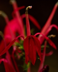 Cardinal flower is a spike with striking red of unusually shaped petals that is in the lobelia family