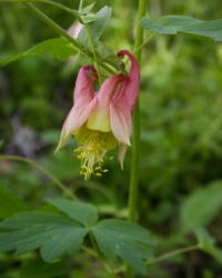 A red and yellow columbine with delicate, star-shaped flowers. The outer petals are deep red, curving outward into long spurs like tiny horns, while the inner petals form a bright yellow cup at the center. The blossom looks airy and graceful, suspended on a thin green stem.