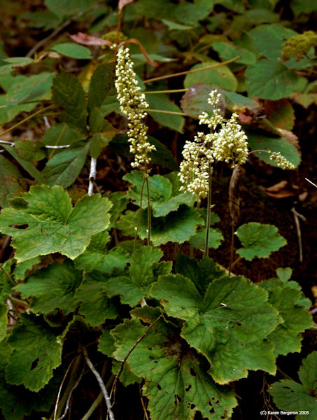 Alum root Heuchera americana growing on rocky cliff in Tennessee with white spike flower