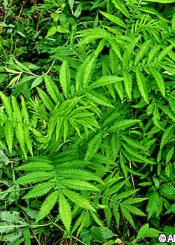Hairy Agrimony leaves are pinnate, between the large leaflets there are very small ones.
