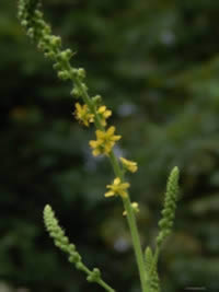 Dixe_cosmetics_Agrimony Herb, yellow flower spike, 