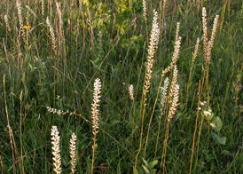 Colic root, Aletris farinosa growing in field, white flower spike, white grass like leaves