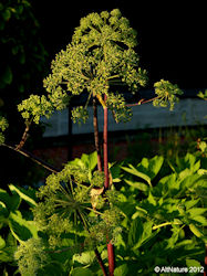 Angelica Archangelica plant picture