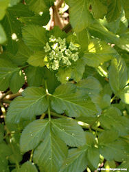 Angelica archangelica herb flower picture