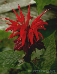 Red Bee Balm flower