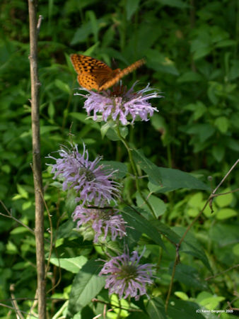 Wild Bee Balm flowers with butterfly