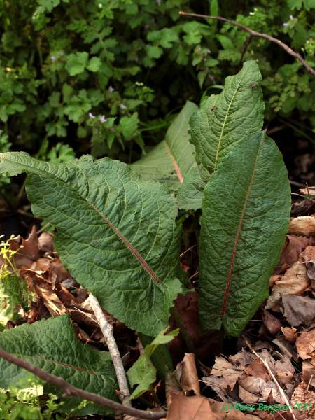Bitter Dock Leaves, broader than curly dock with red veins