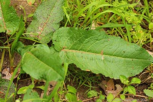 Bitter Dock, Rumex obtusifolius, has broader leaves and the central rib is often reddish tinted. 