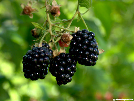Picture of ripe Blackberries growing