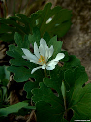 bloodroot herb flower picture picture