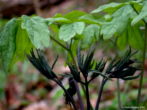 Blue Cohosh Plant picture, early spring blue leaves