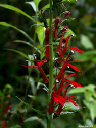 Cardinal Flower picture