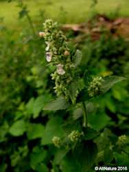 Catnip Herb Picture