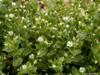 chickweed herb plant picture, small white flower