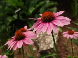 picture of Purple Coneflower herb