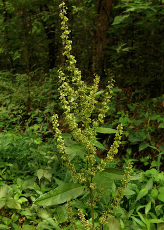 picture of a Rumex crispus Dock plant flowering