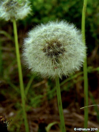 picture of a fluffy dandelion seedhead