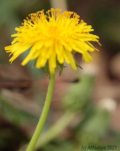 Dendelion Dandelion: Pictures,