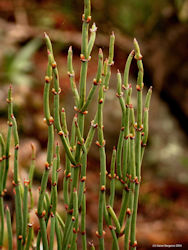 Ephedra plant picture