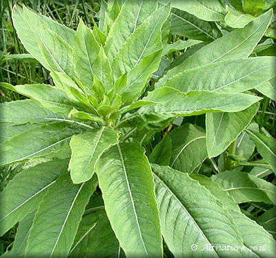 close up picture of Evening Primrose leaves