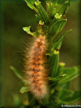 Caterpillar feeding on an Evening Primrose seed stalk