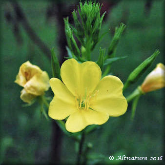 Evening Primrose plant with yellow flower blooming- 338x450 pixels