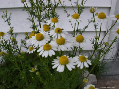 german chamomile flower, daisy like flower but smaller and the centers raise into a yellow cone as they mature. All chamomiles have finely divided leaves.