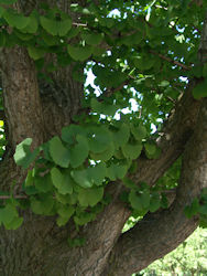 ginkgo biloba tree picture