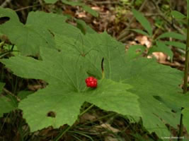 goldenseal plant picture with red berry