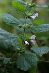 Lemon balm herb picture