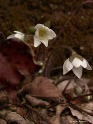 Liverwort flower picture Hepatica acutiloba