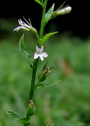 lobelia herb flower spike