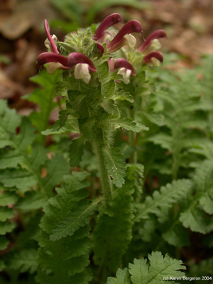 Lousewort picture Pedicularis flower