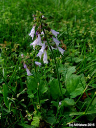 Lyre Leaf Sage Picture droopping purple flowers in a spike
