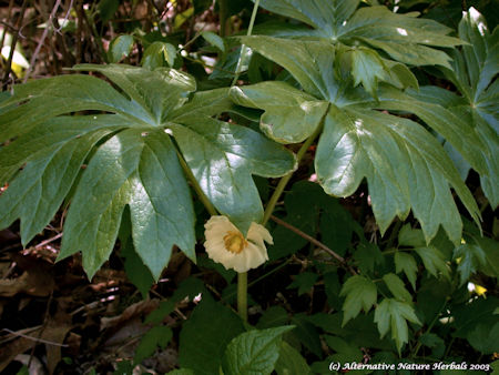 picture of May Apple plant. Read plant description for more details