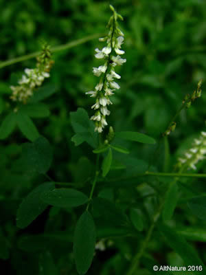 White Sweet Clover plant Melilotus Alba