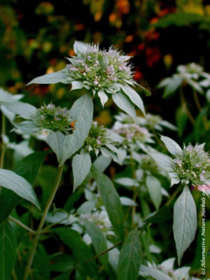 Mountain Mint Wild Mint Herb Uses Description and Pictures