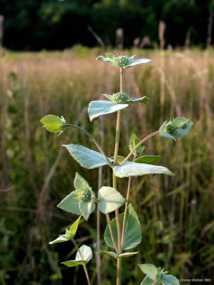 Hoary Mountain Mint herb picture uses