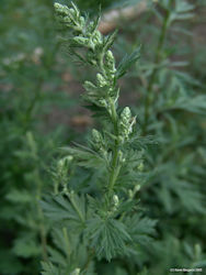 Mugwort plant picture