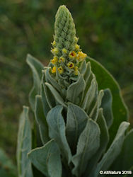young mullein flower spike 
