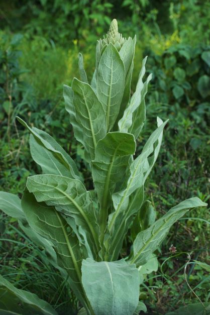Mullein plant picture, big light green, fuzzy leaves in a rosette form