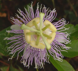 passiflora incarnata flower picture herb remedy for anxiety