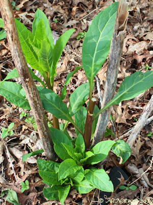 Young poke shoots, greens for Poke Salet