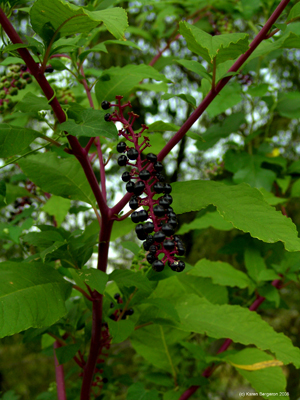 Pokeweed foto in de herfst met rijpe bessen