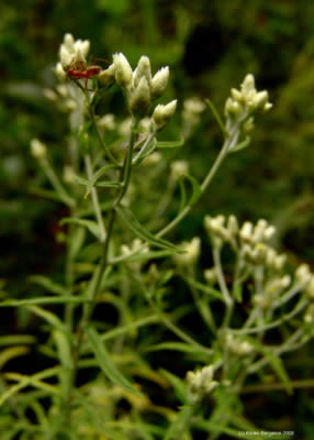 rabbit tobacco plant picture