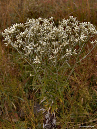 Rabbit tobaccco plant in late summer