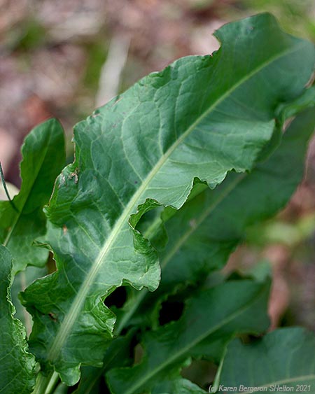 Curly Dock Plant picture featuring the curly margins of the leaves